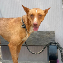 Podenco.png
